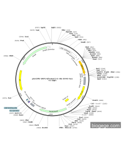 pEnCMV-SRP14(human)-6×His-SV40-Neo