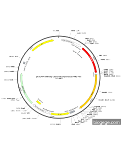 pEnCMV-mCherry-Linker-Mc1r(mouse)-SV40-Neo