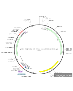 pMD18-rhlA(PAO1)(-165--271bp)-Gen-rhlB(PAO1)(119-261bp)