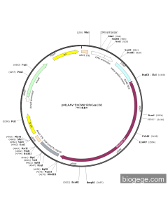 pMLAAV-EnCMV-RfxCas13d