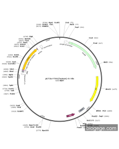 pET3a-FTH1(human)-6×His