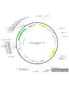 pFastBacDual-PH-EGFP-8×His