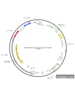 pHR-Gal4UAS-NO5-IRES-mCherry-PGK-TagBFP