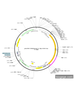 pEnCMV-FZD8(human)-3×Myc-SV40-Neo