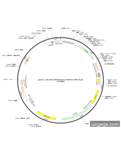 pLKO.1-U6-RNF19A(human)-shRNA2-PGK-Puro