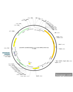 pEnCMV-LILRB5(human)-4-3×FLAG-WPRE-SV40-Neo