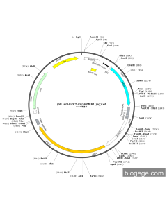pML-siCHECK2-CircHOMER1(pig)-wt