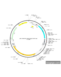 pML-siCHECK2-SIRT1(pig)-3UTR-mut