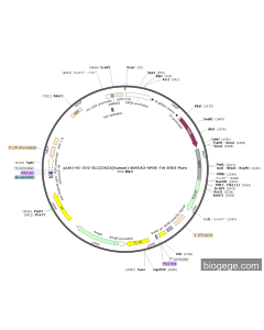 pLKO-H1-2O2-SLC25A22(human)-shRNA3-hPGK-Tet-IRES-Puro