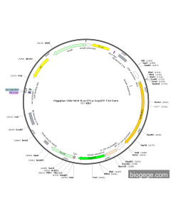 PiggyBac-CMV-MCS-Fluc-EF1a-CopGFP-T2A-Puro
