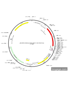 pEnCMV-mCherry-Linker-MCS-3×HA-SV40-Neo