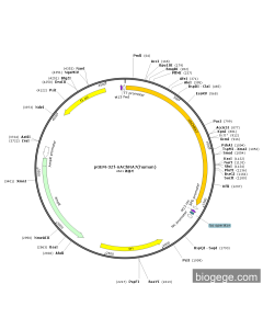 pGEM-3Zf-nAChRA7(human)