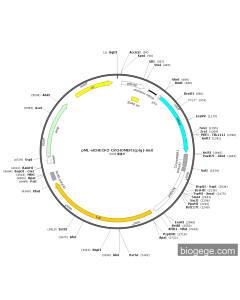 pML-siCHECK2-CircHOMER1(pig)-mut