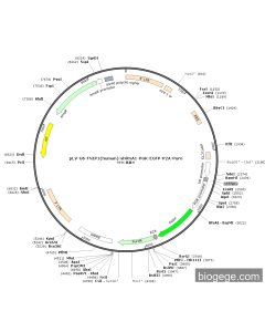 pLV-U6-FNIP1(human)-shRNA1-PGK-EGFP-P2A-Puro