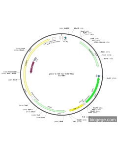 pKD4-2×ME-Tac-EGFP-Mob