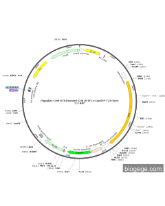 PiggyBac-CMV-BTK(human)-C481S-EF1a-CopGFP-T2A-Puro