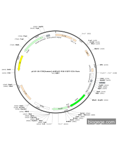 pLVX-U6-F2R(human)-shRNA2-PGK-EGFP-E2A-Puro
