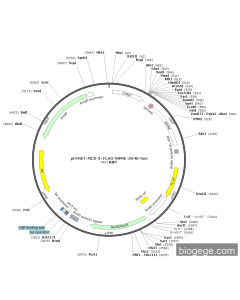 phTRET-MCS-3×FLAG-WPRE-SV40-Neo