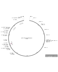pCR4-TOPO-BATF3(human)