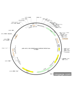pML-LKO.1-U6-LDHA(human)-shRNA2-hPGK-Puro