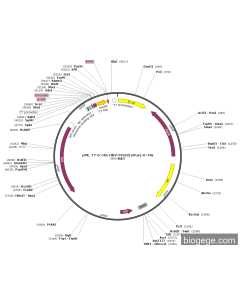 pML-T7-6×His-HBV-PreS2(virus)-6×His