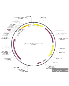 pML-T7-6×His-HBV-X(virus)-6×His