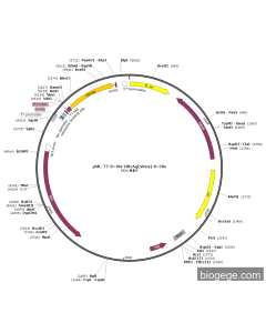 pML-T7-6×His-HBcAg(virus)-6×His