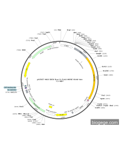 phTRET-MCS-IRES-Fluc-3×FLAG-WPRE-SV40-Neo