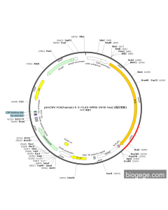 pEnCMV-FGA(human)-E-3×FLAG-WPRE-SV40-Neo(1synonymous mutations)
