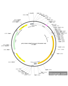 pGL3-Basic-Adgrf1(mouse)-Promoter-mut