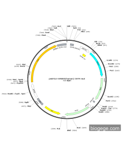 pmirGLO-ERBB3(human)-3UTR-mut