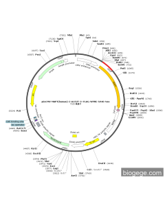 pEnCMV-MAPT(human)-2-A152T-3×FLAG-WPRE-SV40-Neo