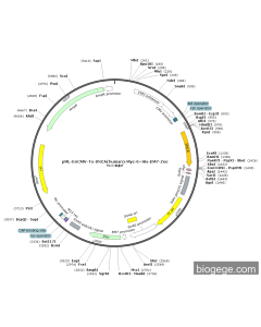 pML-EnCMV-To-SNCA(human)-Myc-6×His-EM7-Zeo