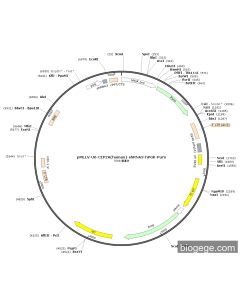pMLLV-U6-CIP2A(human)-shRNA3-hPGK-Puro