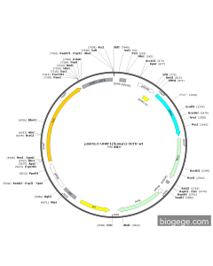 pmirGLO-UHRF1(human)-3UTR-wt