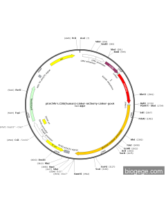 pEnCMV-LC3B(human)-Linker-mCherry-Linker-goxA