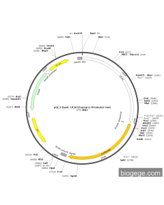pGL3-Basic-UCSC(human)-Promoter-mut