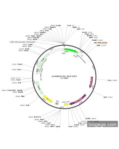 pCAMBIA1391-MCS-EGFP