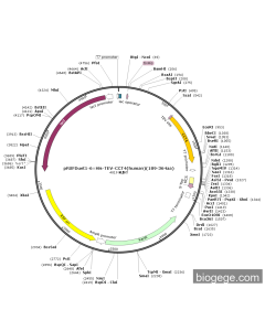 pRSFDuet1-6×His-TEV-CCT4(human)(189-364aa)