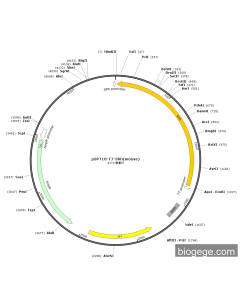 pSPT18-T7-Shh(mouse)