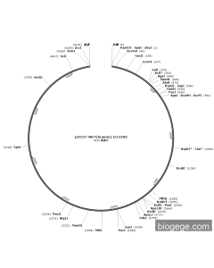 pUC57-MET(human)-D1228N