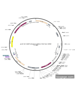 pLVX-U6-CGREF1(human)-shRNA1-PGK-Puro-WPRE