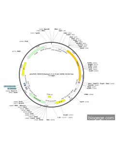 pEnCMV-TRIM22(human)-2-3×FLAG-WPRE-SV40-Neo