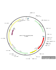 pKD4-2×ME-Tac-mCherry-Mob