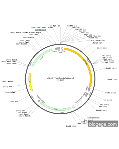 pGL4.27-PDL1(human)-mut-miniP-Fluc-SV40-Hygro