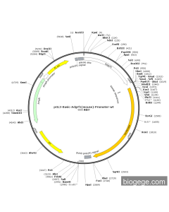 pGL3-Basic-Adgrf1(mouse)-Promoter-wt