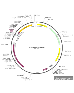 pET28a-SNAP25(human)