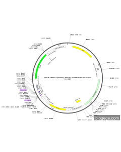 pGPU6-FBXW11(human)-shRNA1-EnCMV-EGFP-SV40-Neo