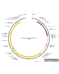 pMX-CORO1A(mouse)-IRES-EGFP