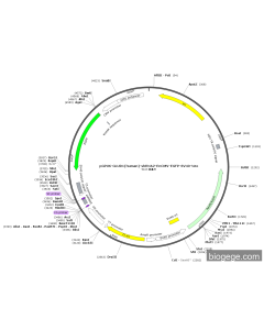 pGPU6-GLUD1(human)-shRNA2-EnCMV-EGFP-SV40-Neo